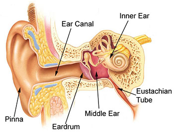 Description: Hearing Diagram